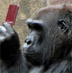 Gorilla spielt DSi
